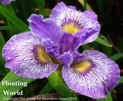 Floating World (4)
